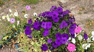 Вот такая красота выросла 😍