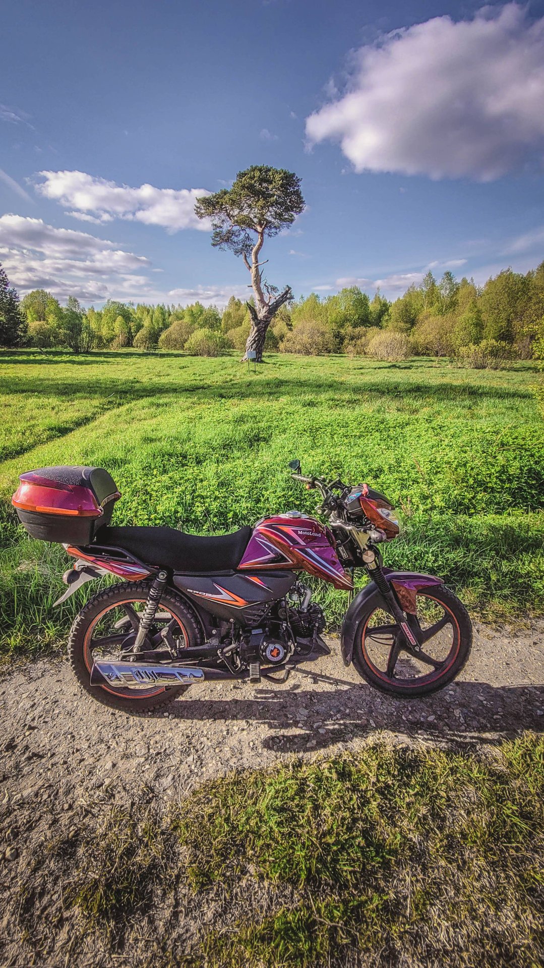 На мопеде Альфа, к очень старой сосне! смотреть онлайн