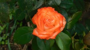 19=09=2025  кмр   (1)