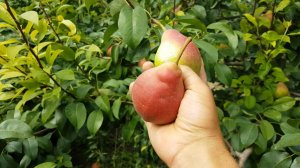 Груша Бере Жиффар саженцы от Small Gardens