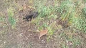 Боевые котята🐈🐈🐈https://t.me/vmeste_my_sila_pulse