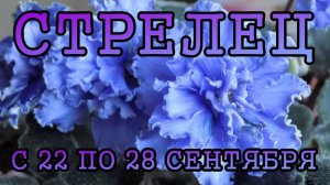 СТРЕЛЕЦ таро прогноз на неделю с 22 по 28 СЕНТЯБРЯ 2025 года.