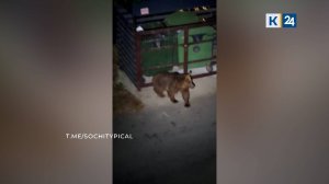 Медведи начали чаще выходить к людям в Красной Поляне