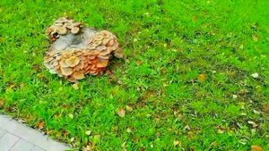 Сериал "Поездка в Осенний Сарапул. Серия третья