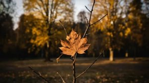 🍂 Осенняя ... 🍂