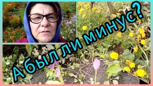 Морковь, свëкла, помидоры и мн. др. Обзор.