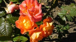 15=09=2025  ник   (146)