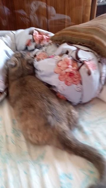 Моя булочка 🥹🥹🥹🩷🩷🩷🩷 смотреть онлайн