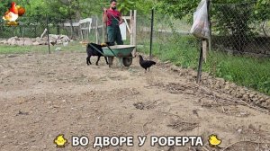Содержание кур в домашних условиях и других птиц во дворе у Роберта 🐣🐤🦆🐔🪿🦃 (248)