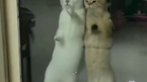 Танцоры диско🙃😄