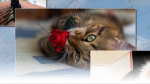 Steven Solveig - Crossing Mars