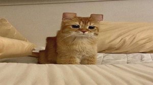 КОТЫ, КОТОРЫЕ ВЕДУТ СЕБЯ ХУЖЕ ДЕТЕЙ!