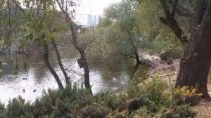 Утиное царство в Московском Зоопарке.