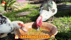 Забавные утки мускусные и пекинские на свободном выгуле со своими друзьями ч.(227) ❣️🤗😂