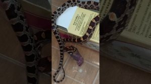 Кормление малыша маисового полоза номер ОДИН. 16 сентября 2025 г.