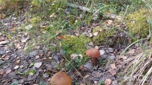 Осенняя прогулка за грибами в Вологодской области