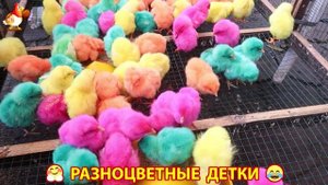 Цыплята и утята милые пушистики растут на радость хозяину (88)