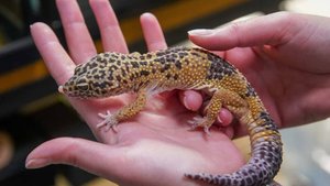 Задержанные на Шри-Ланке за ловлю ящериц туристы вернулись в Россию