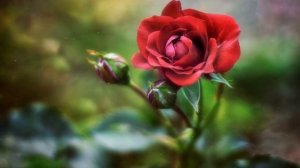 Женщина, подаренная богом..