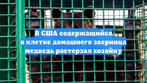 В США содержащийся в клетке домашнего зверинца медведь растерзал хозяйку