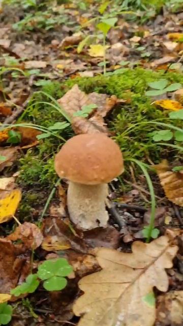 БЕЛЫЕ ГРИБЫ только лезут и они дорогами. ШОК. Поход в лес за грибами смотреть онлайн