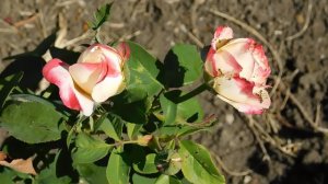 15=09=2025  ник   (117)