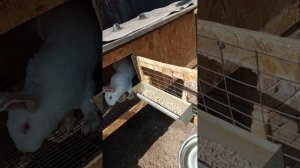 Почему у меня только Белый паннон.