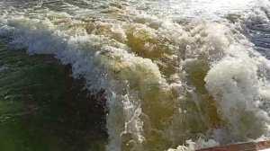 на катере с собаками