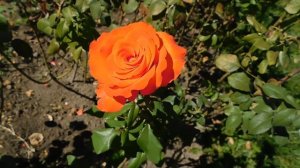 15=09=2025  ник   (139)