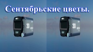 3D Video. Сентябрьские цветы.