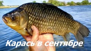 КАК ЛОВИТЬ КАРАСЯ в СЕНТЯБРЕ? СНАСТИ и НАЖИВКИ для ЛОВЛИ КАРАСЯ ОСЕНЬЮ. МЕСТА и ВРЕМЯ для РЫБАЛКИ