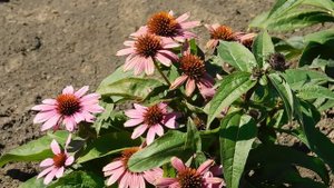 15=09=2025  ник   (227)