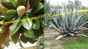 ТЕРРИТОРИЯ ПАНСИОНАТА " БУРГАС". ИНТЕРЕСНАЯ ВСТРЕЧА. ОТДЫХ. АВГУСТ 2025. 🌴🌵🏢🍇🍉