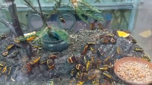 Живая природа выглядит по разному.