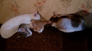 Кошки в ауте