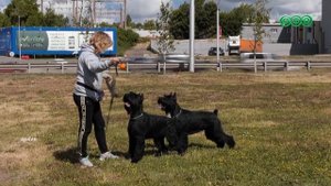Каких собак могут отнести к источникам повышенной опасности