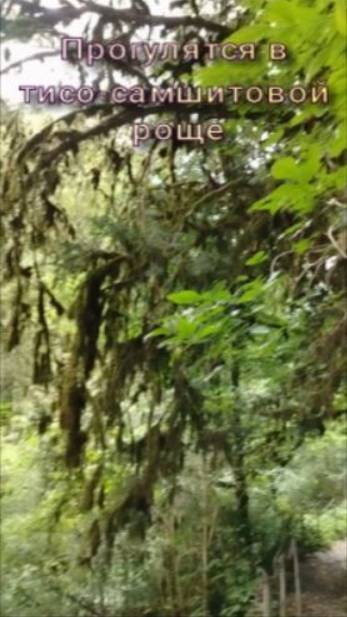 Тисо-самшитовая роща. Сочи. смотреть онлайн