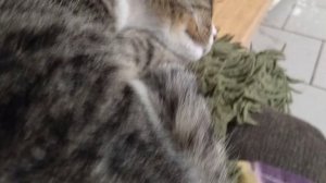 Котики и кошечки.