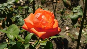 15=09=2025  ник   (137)