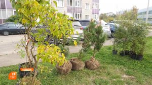 Цветущий двор своими руками