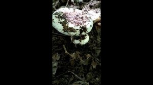 По грибы в осенний лес