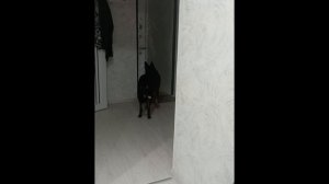 Моему Агатику посвящается