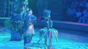 Танцы с птицами, животными