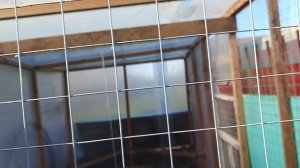 пересадка куриц