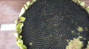 Подсолнечник сорт ЛАКОМКА