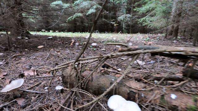 В ЛЕСУ. смотреть онлайн