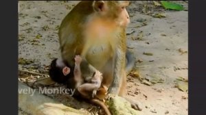 Мягкие формы отлучения  детёныша от  грудного молока ... 1000033923.mp4