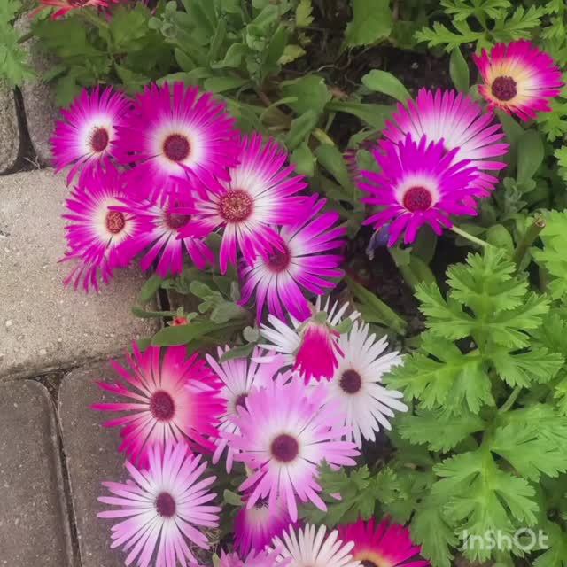 А вы слышали о таком цветке Мезембреантемум или Хрустальная травка?