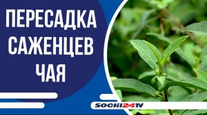 Ученые субтропического центра РАН пересадили 4 000 саженцев чая