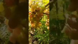 (Архивное видео)Есть и Ультраранние и без проблем